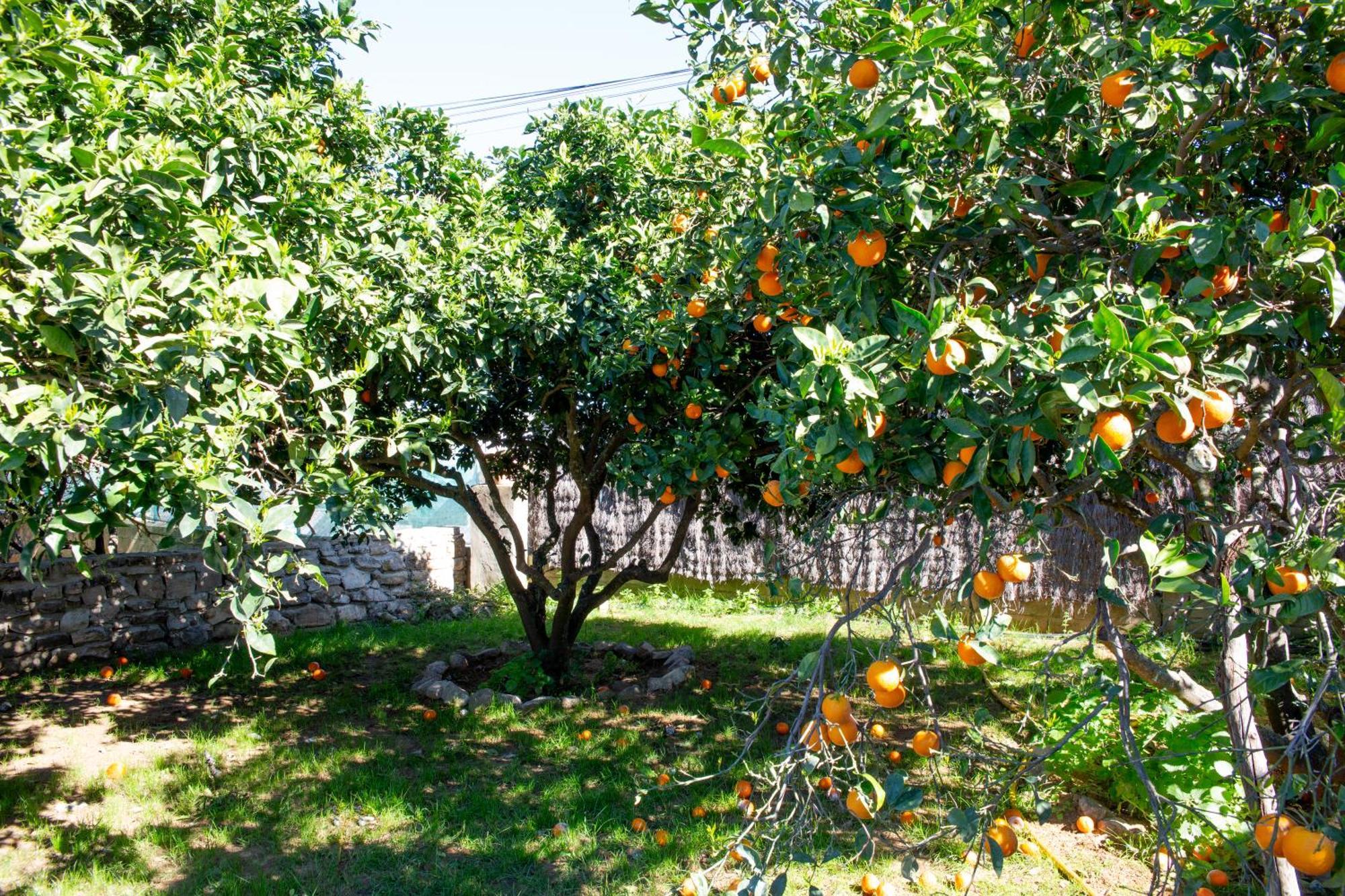 Вилла Casa Rural Con Piscina Y Jacuzzi En Conil De La Frontera Кадис Экстерьер фото